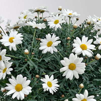 Margerite 'Stella', weiß, Topf-Ø 19 cm, 3 Pflanzen