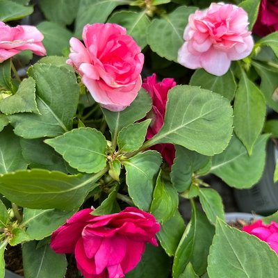 Fleißiges Lieschen-Duo, burgunder-pink, gefüllt, Topf -Ø 12 cm, 4 Pflanzen