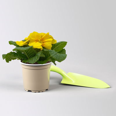 Pflanzenkreation Frühlingsduft, 12 Pflanzen inkl. Erde Pflanzenkreation Frühlingsduft, 12 Pflanzen inkl. Erde