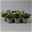 Lewisia cotyledon, Farben zufällig, Topf-Ø 12 cm, 6er-Set