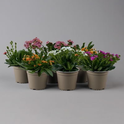 Lewisia cotyledon, Farben zufällig, Topf-Ø 12 cm, 6er-Set