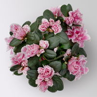 Azalee, rosa-weiß, gefüllt, Topf-Ø 10,5 cm, 3 Stück