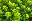 Sumpfwolfsmilch / Euphorbia palustris