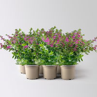 Scheinmyrte 'Duo', weiß und rosa, Topf-Ø 11 cm, 6 Pflanzen