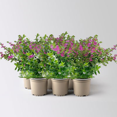 Japanische Scheinmyrte 'Duo', weiß-rosa, Topf-Ø 11 cm, 6 Pflanzen