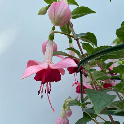 Fuchsien stehend, Farben zufällig Topf-Ø 12 cm, 6er-Set Fuchsien stehend, Farben zufällig Topf-Ø 12 cm, 6er-Set