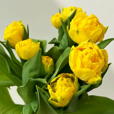 Tulpe, gelb, gefüllt, vorgetrieben, Topf-Ø 15 cm, 3 Pflanzen Tulpe, gelb, gefüllt, vorgetrieben, Topf-Ø 15 cm, 3 Pflanzen
