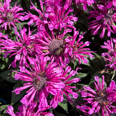 Bio Indianernessel violett, Topf 11x11 cm, 3 Pflanzen