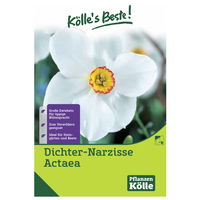 Dichter-Narzissen Actea weiß mit gelbem Auge, 5 Blumenzwiebeln