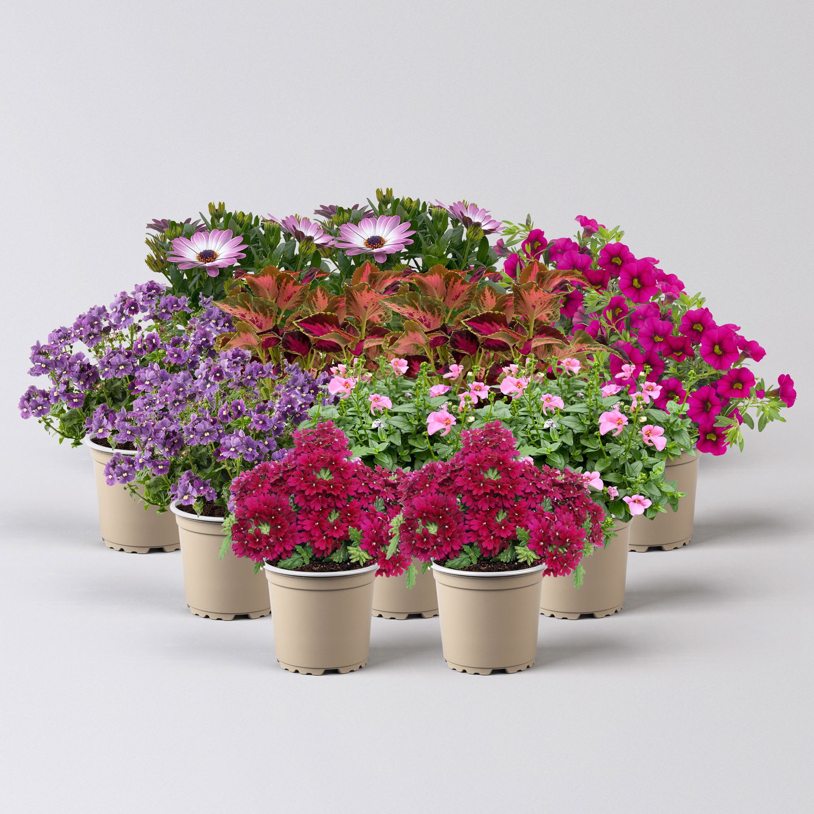 Pflanzenkreation 'Lillet Wild Berry', 12 Pflanzen
