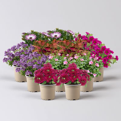 Pflanzenkreation 'Lillet Wild Berry', 12 Pflanzen