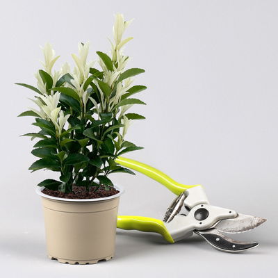 Japanischer Spindelstrauch 'Paloma Blanca®', Topf-Ø 9 cm, 6er-Set Japanischer Spindelstrauch 'Paloma Blanca®', Topf-Ø 9 cm, 6er-Set