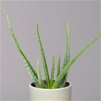 Aloe vera in Keramiktopf Lauren grün, Topf-Ø 12 cm, Höhe ca. 35 cm