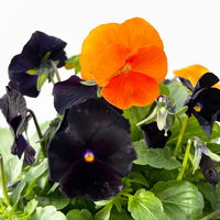 Hornveilchen 'Halloween', orange-schwarz, Topf-Ø 13 cm, 6 Pflanzen