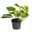 Grünpflanzen Trend-Mix für halbschattig/schattige Standorte, Topf 12 cm Ø