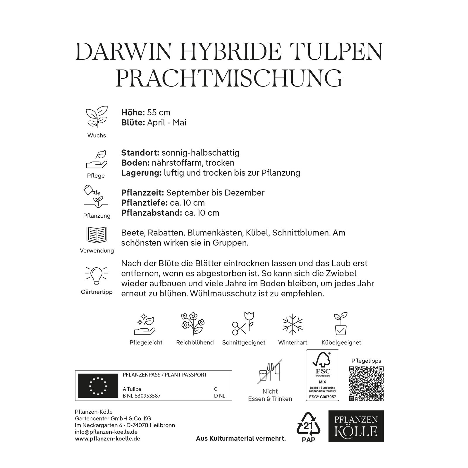 Darwin Hybride Tulpen Prachtmischung, 20 Blumenzwiebeln