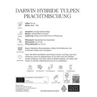 Darwin Hybride Tulpen Prachtmischung, 20 Blumenzwiebeln