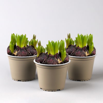 Hyazinthe, rosa, vorgetrieben, mehrblütig, Topf-Ø 14 cm, 3 Pflanzen