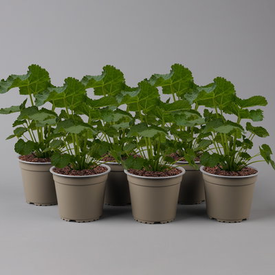 Stockrose, rosa, Topf-Ø 13 cm, 6 Pflanzen Stockrose, rosa, Topf-Ø 13 cm, 6 Pflanzen