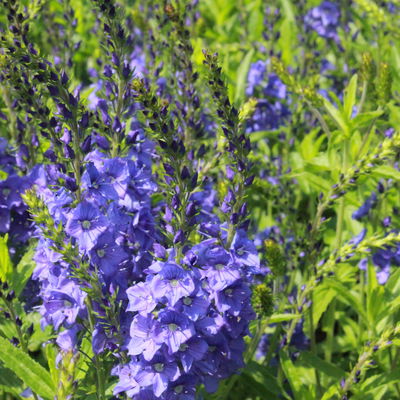 Bio Großer Ehrenpreis 'Shirley Blue', blau, Topf 9x9 cm, 3 Pflanzen Bio Großer Ehrenpreis 'Shirley Blue', blau, Topf 9x9 cm, 3 Pflanzen