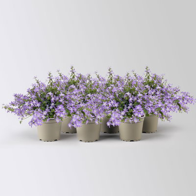 Campanula 'Adansa® Purple' lila, Topf-Ø 12 cm, 6 Pflanzen Campanula 'Adansa® Purple' lila, Topf-Ø 12 cm, 6 Pflanzen