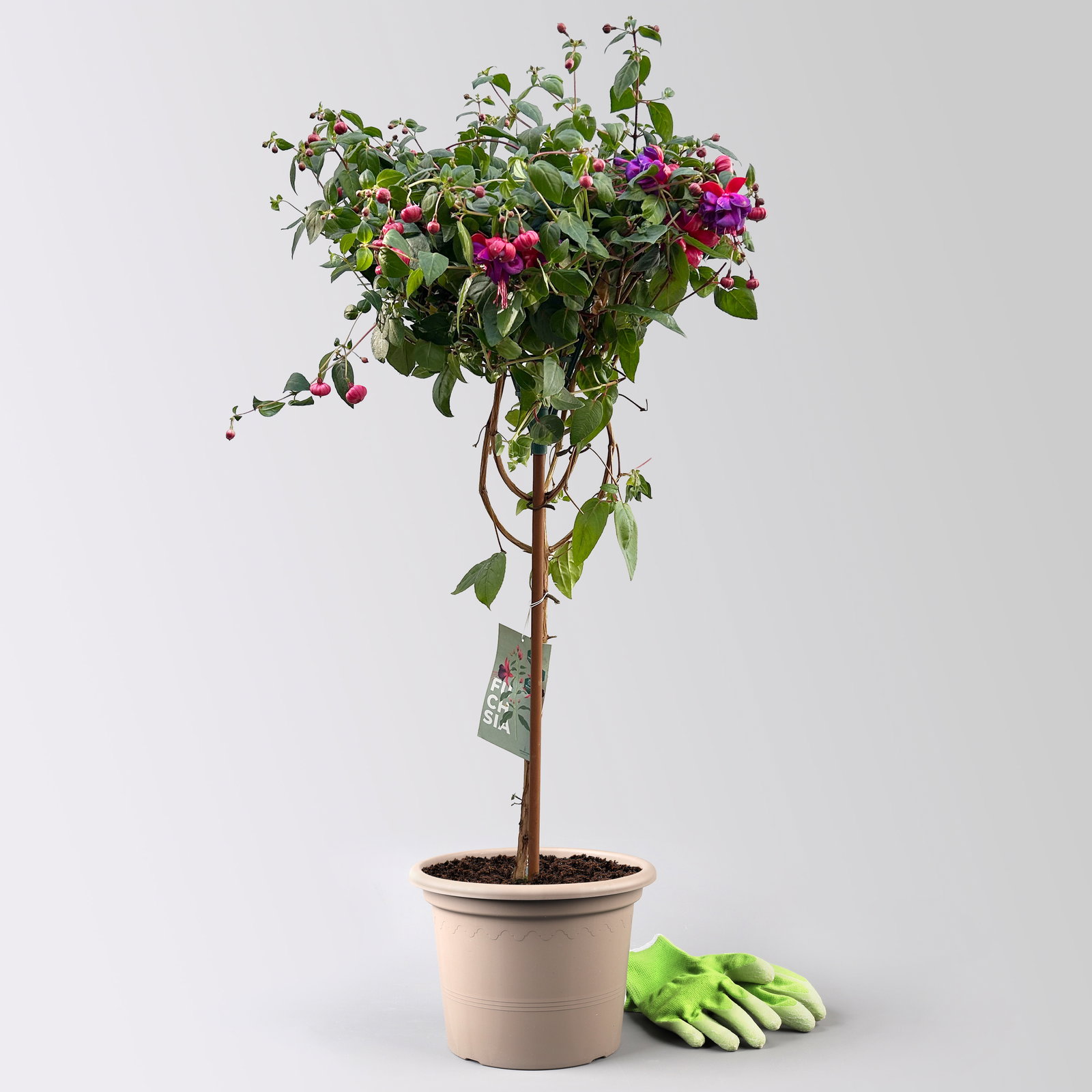 Fuchsie, Stamm, Farbe zufällig, Topf-Ø 23 cm Fuchsie, Stamm, Farbe zufällig, Topf-Ø 23 cm