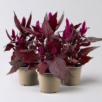 Celosia 'Mystic Shades' pink, Topf-Ø 12 cm, 3er-Set