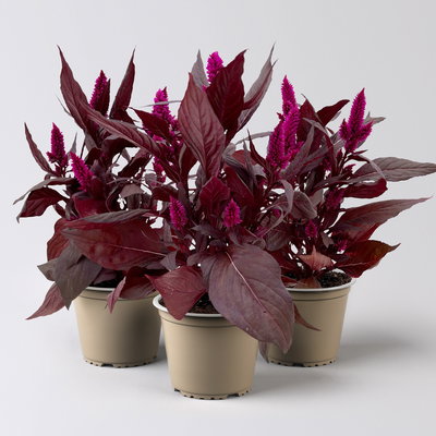 Celosia 'Mystic Shades', pink, Topf-Ø 12 cm, 3 Pflanzen