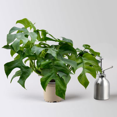 Monstera minima, inkl. Keramiktopf Dallas anthrazit, Topf 12 cm Ø Monstera minima, inkl. Keramiktopf Dallas anthrazit, Topf 12 cm Ø