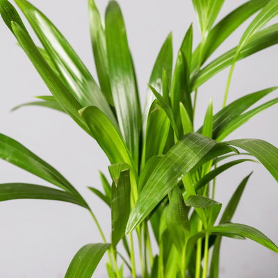 Goldfruchtpalme, Topf-Ø 17 cm, Höhe ca. 60 cm, 2 Pflanzen