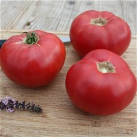 Blu Bio Salat-Tomatenpflanze 'Rose Crush F1', Topf-Ø 12 cm, 6er-Set