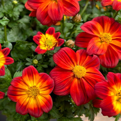 Goldmarie 'BLAZING Ring of Fire' rot-gelb, Topf-Ø 12 cm, 6er-Set Goldmarie 'BLAZING Ring of Fire' rot-gelb, Topf-Ø 12 cm, 6er-Set