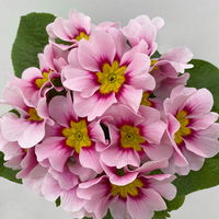 Pflanzen-Set Lila Frühlingsboten, 12 Pflanzen inkl. Erde