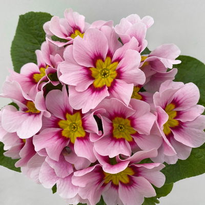 Pflanzen-Set Lila Frühlingsboten, 12 Pflanzen inkl. Erde