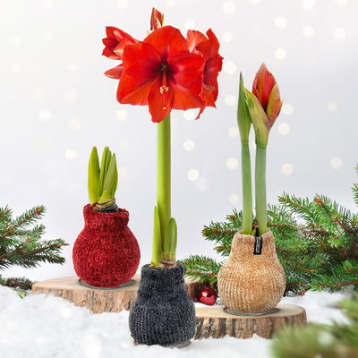 Amaryllis in Wachs, Dekor 'Pulli Cozy Teddy', Farbe zufällig, Blüte rot