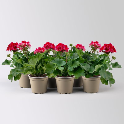 Geranie rot mit hellem Auge, stehend, Topf-Ø 13 cm, 6 Stück