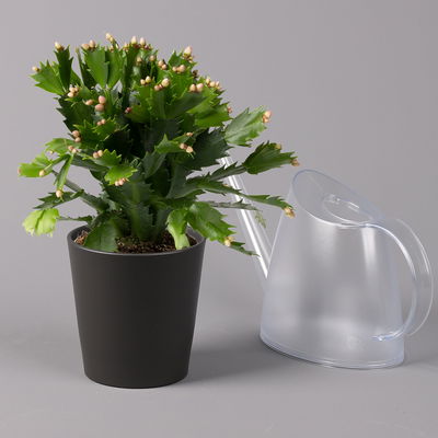 Weihnachtskaktus, orange, mit Übertopf anthrazit, Topf-Ø 12 cm, 2 Pflanzen