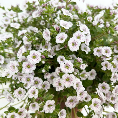 Pflanzenkreation Blütengeflüster, 5 Pflanzen inkl. Erde und Dünger