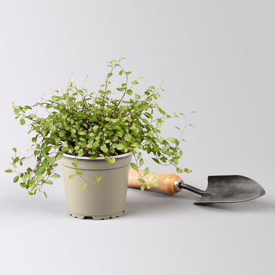 Pflanzenkreation Herbstspaziergang pink-silber, 6 Pflanzen inkl. Erde Pflanzenkreation Herbstspaziergang pink-silber, 6 Pflanzen inkl. Erde