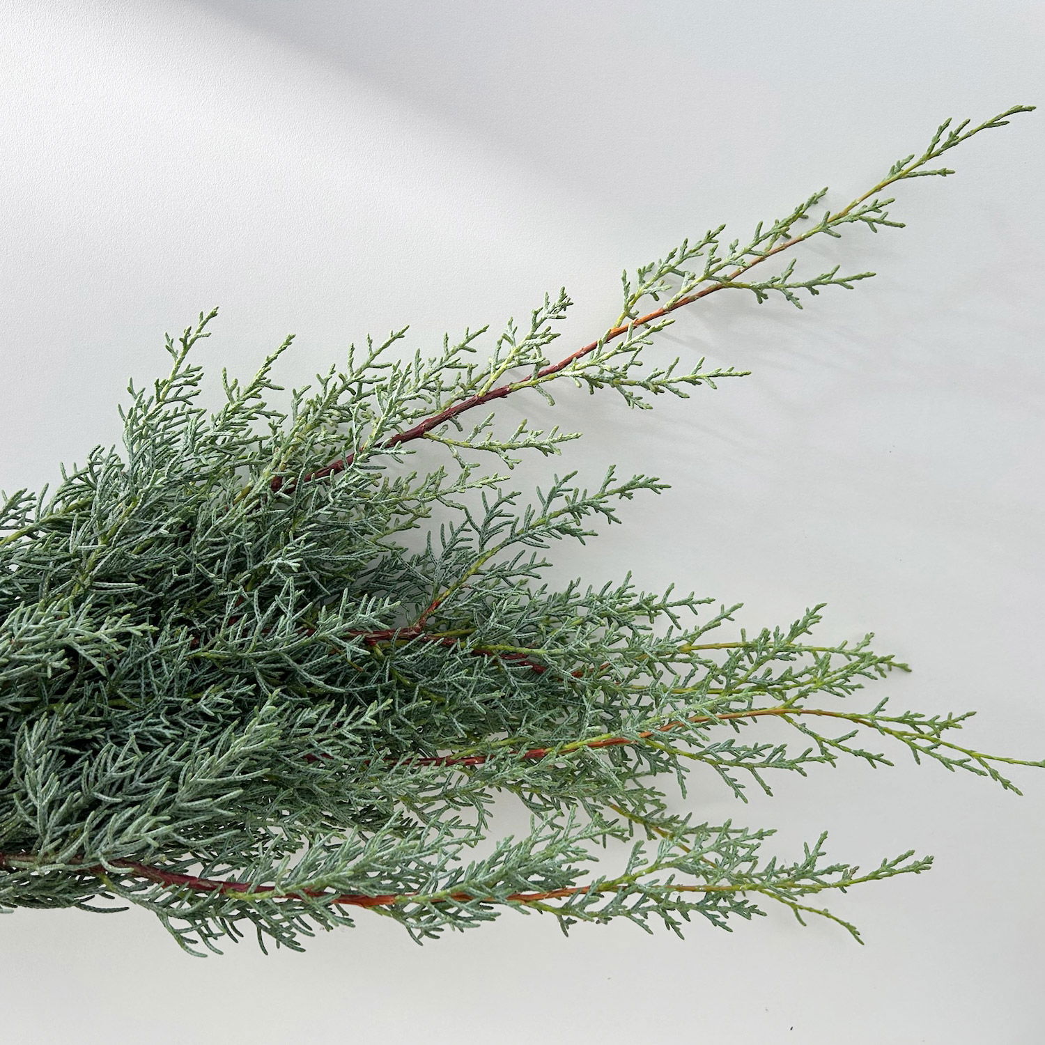 Arizonica-Zypresse 'Glauca' im Handbund, 3 Bund