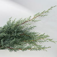 Arizonica-Zypresse 'Glauca' im Handbund, 3 Bund