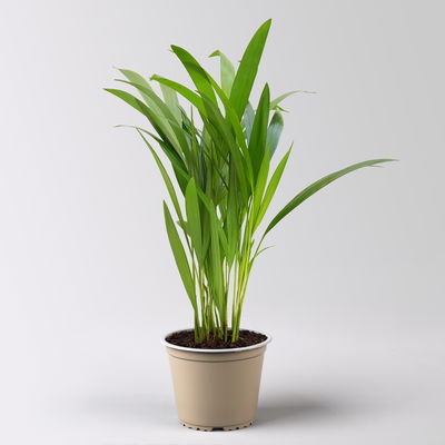 Goldfruchtpalme, Topf-Ø 13 cm, Höhe ca. 20-30 cm, 3er-Set Goldfruchtpalme, Topf-Ø 13 cm, Höhe ca. 20-30 cm, 3er-Set