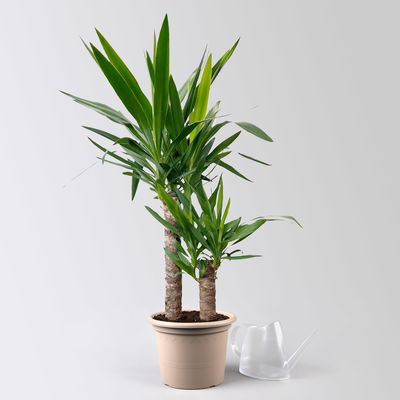 Palmlilie, 2er-Tuff, Topf-Ø 21 cm, Höhe ca. 100 cm Palmlilie, 2er-Tuff, Topf-Ø 21 cm, Höhe ca. 100 cm