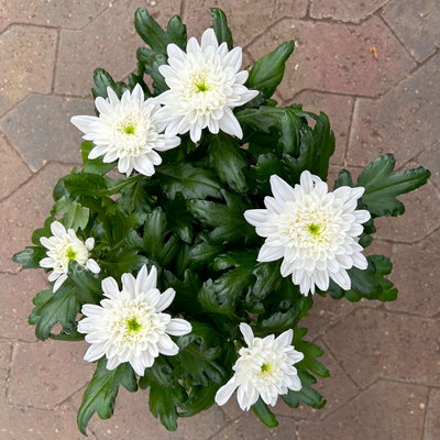 Chrysantheme 'Chrysanne® Zembla', weiß, großblumig, Topf-Ø 17 cm, 2 Pflanzen