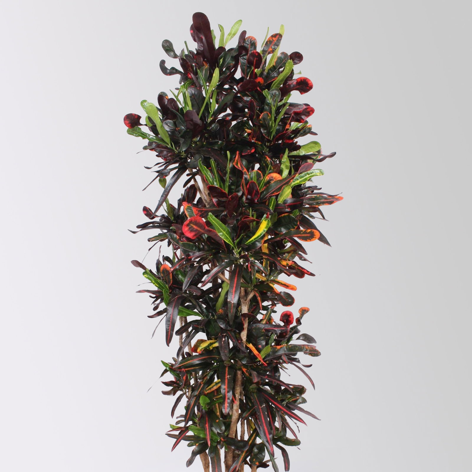 Wunderstrauch 'Mammi', verzweigt, Topf-Ø 40, Höhe ca. 160 cm