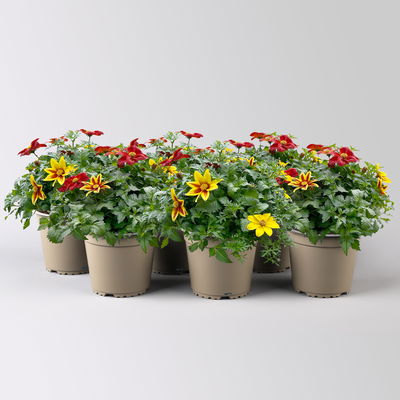 Bidens'Trio' mehrfarbig, Topf-Ø ca. 13 cm, 6 Pflanzen