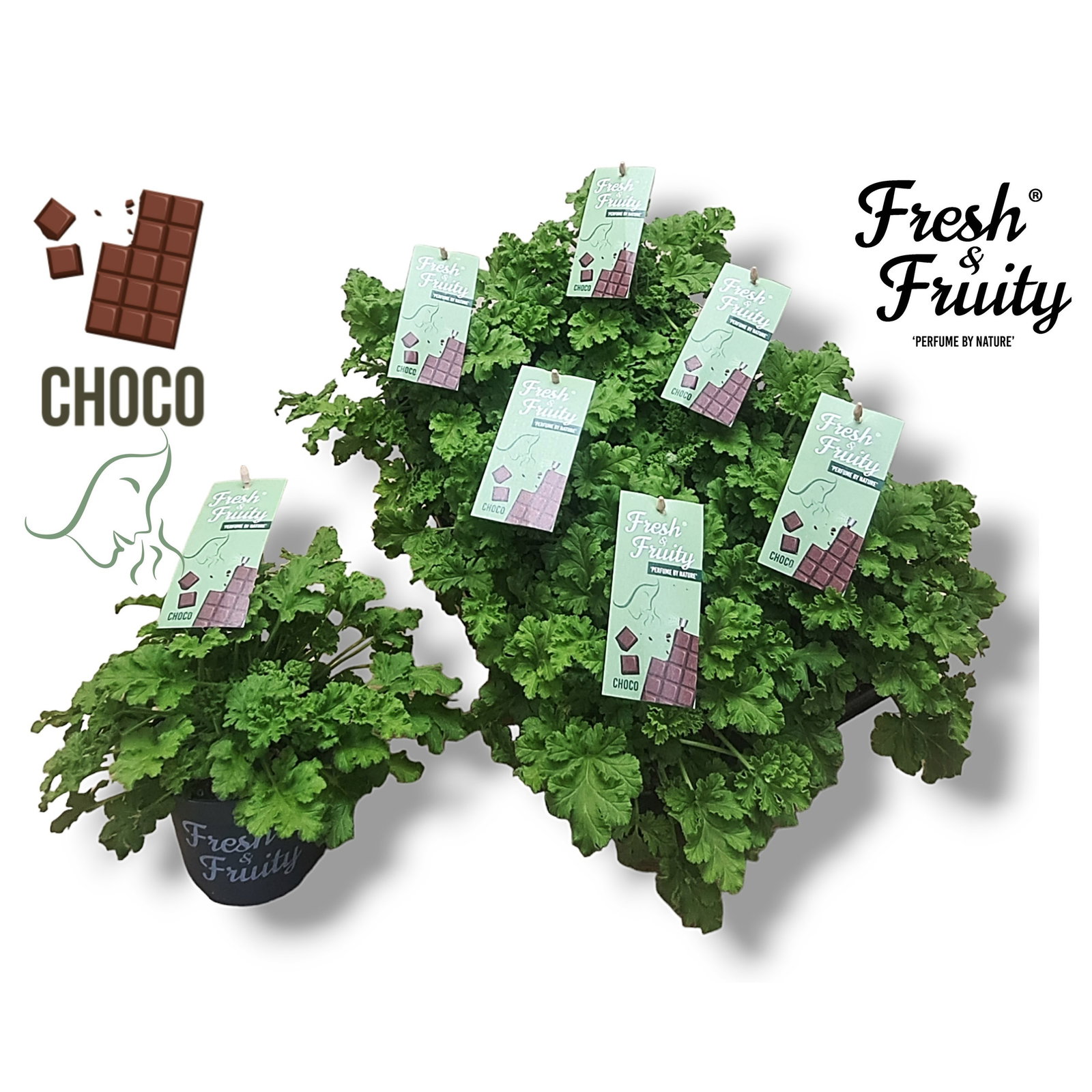 Duftgeranie 'Freshfruity® Choco Fresh', Topf-Ø 12 cm, 6 Pflanzen