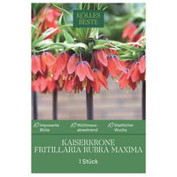 Kölles Beste Kaiserkrone (Fritillaria Imperalis Rubra Maxima) rot, 1 Stück