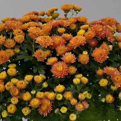 Chrysanthemen, orange, Topf-Ø 14 cm, 4 Pflanzen Chrysanthemen, orange, Topf-Ø 14 cm, 4 Pflanzen