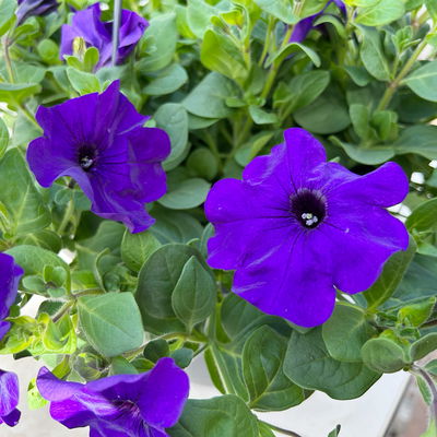 Petunie, blau, hängend, Ampeltopf-Ø 25/27 cm